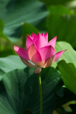 pembe lotus çiçek çiçeklenme