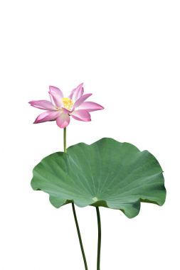pembe lotus çiçek çiçeklenme