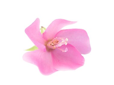 Dombeya çiçek beyaz arka plan üzerinde.