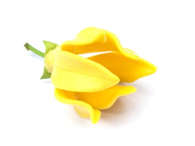 Artabotrys siamensis çiçek