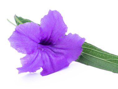 ruellia tuberosa çiçek.