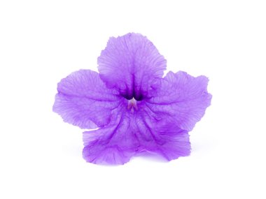 ruellia tuberosa çiçek.