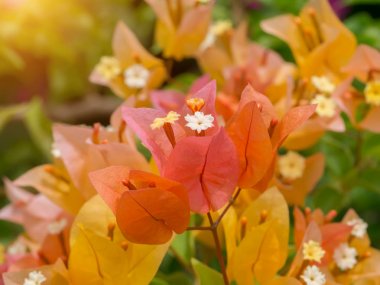 Bougainvillea çiçek kadar kapatın