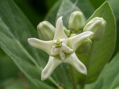 Beyaz Calotropis kızgözü çiçek ağaç üzerinde.