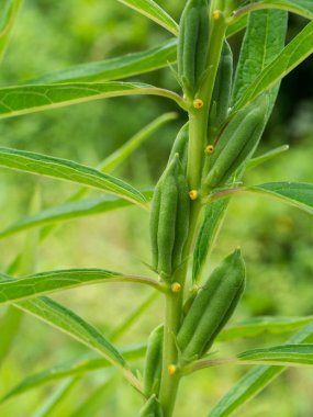 Susam ağaç üzerinde.
