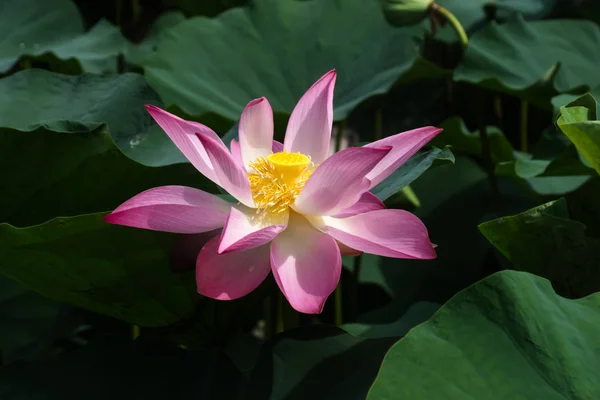 Fiore di loto rosa stanno fiorendo — Foto Stock