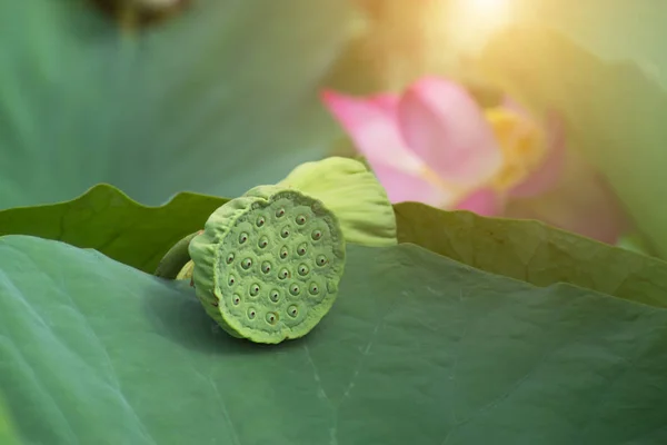 Vainas y semillas de flor de loto . — Foto de Stock