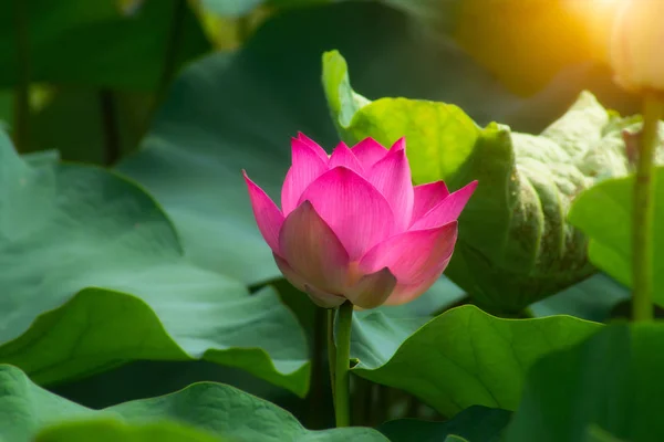 Rosa Lotusblume blüht — Stockfoto