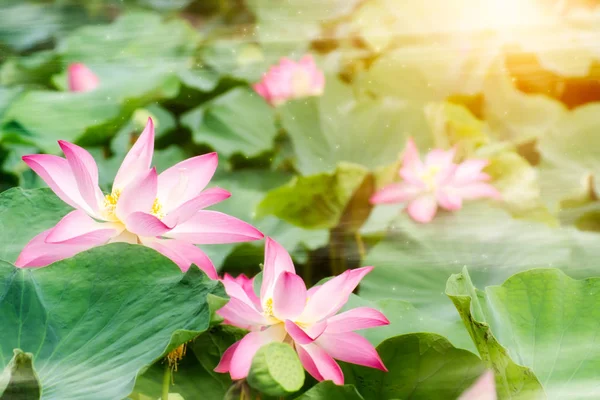 Pink lotus flower are blooming — Stock Photo, Image