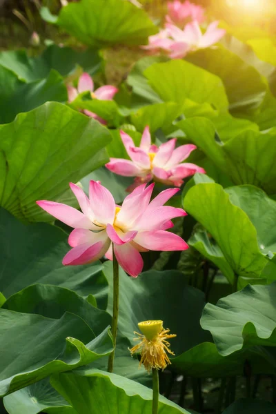 Flor de loto rosa están floreciendo — Foto de Stock
