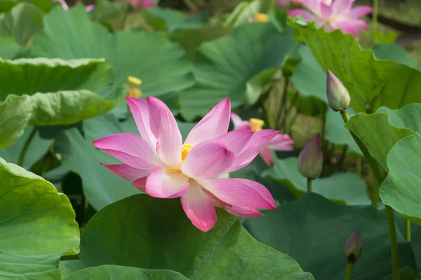 Fiore di loto rosa stanno fiorendo — Foto Stock