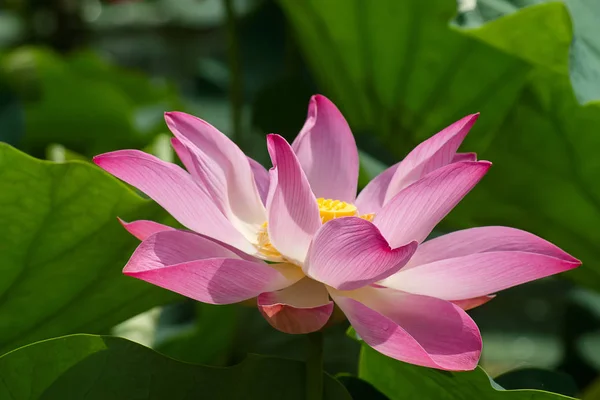 Pink lotus flower are blooming — Stock Photo, Image