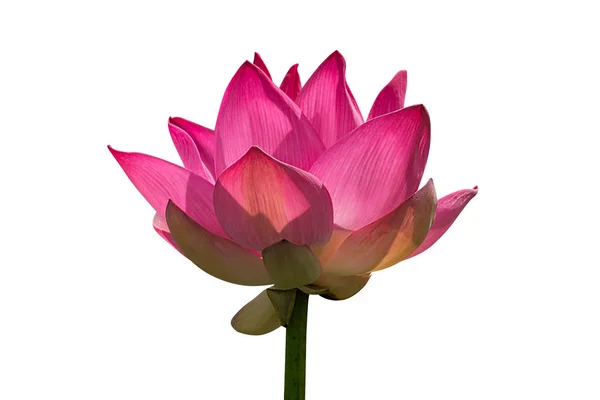 Rosa Lotusblume blüht — Stockfoto