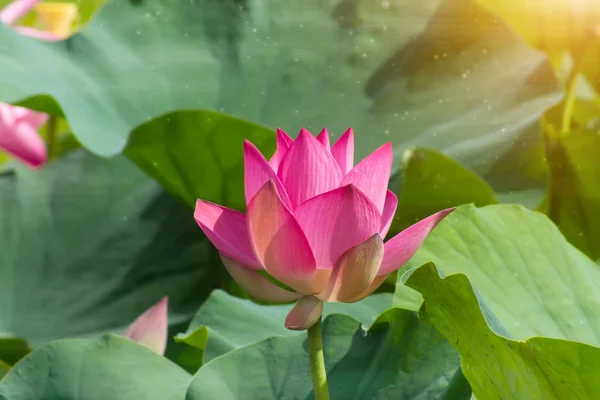 Pembe lotus çiçek çiçeklenme — Stok fotoğraf