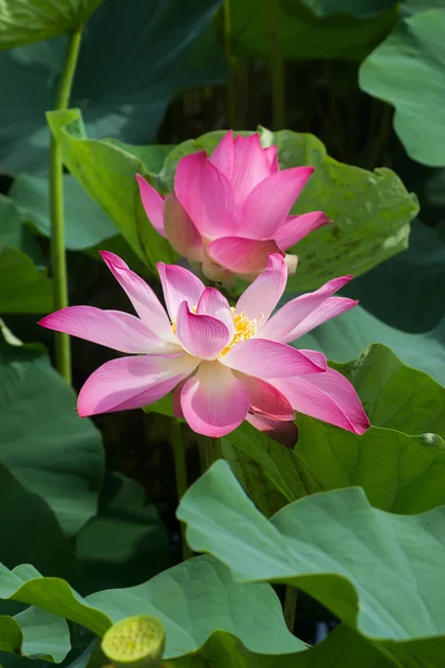 Pink lotus flower are blooming — Stock Photo, Image