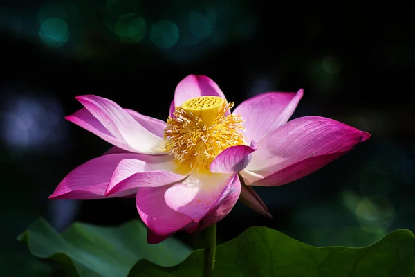 Цветут розовые цветы лотоса — стоковое фото