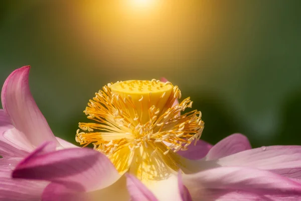 Clouse up de flor de loto rosa están floreciendo — Foto de Stock