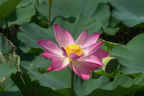 Fiore di loto rosa stanno fiorendo — Foto Stock