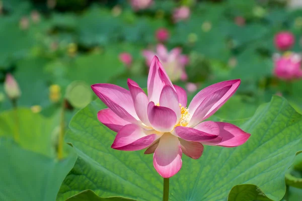 Pink lotus flower are blooming — Stock Photo, Image