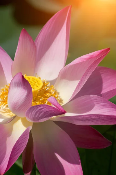Clouse up de flor de loto rosa están floreciendo —  Fotos de Stock