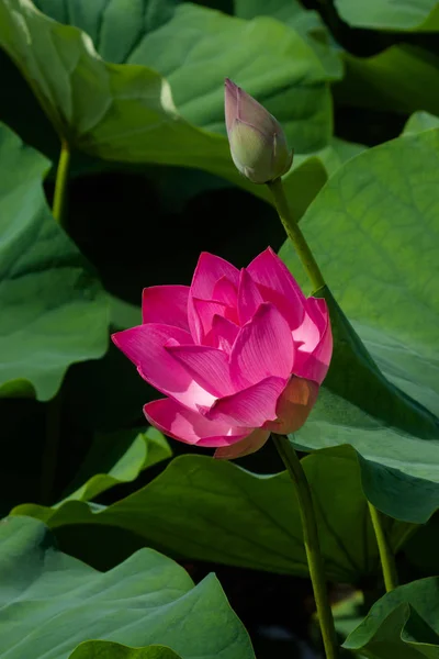 Rózsaszín lótuszvirág van virágzó — Stock Fotó