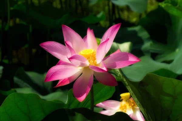 Рожева квітка лотоса цвіте — стокове фото