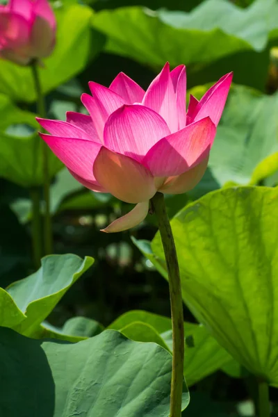 Pink lotus flower are blooming — Stock Photo, Image