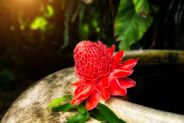 Etlingera elatior flor en el estanque con luz solar . — Foto de Stock