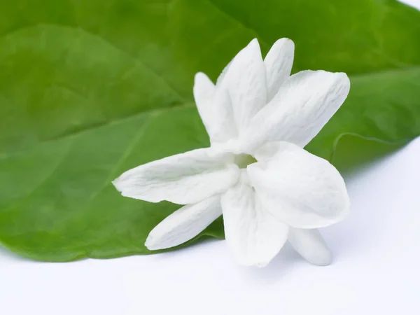 Close-up van Jasmin bloem met leaf op witte achtergrond. — Stockfoto