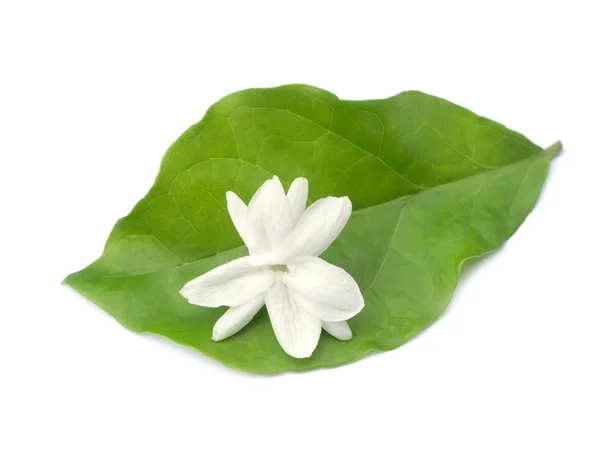 Jasmin kwiat liść na białym tle z bliska. — Zdjęcie stockowe
