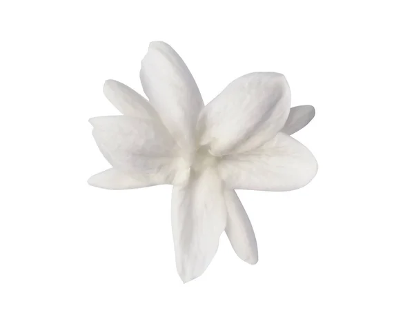 Fleur de jasmin avec feuille sur fond blanc — Photo