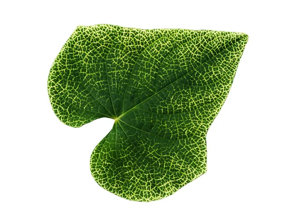 Geel detail van groene blad — Stockfoto