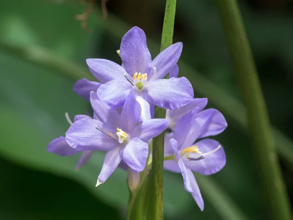 Flor de Monochoria elata Ridl — Fotografia de Stock