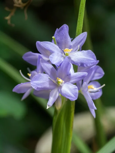 Monochoria elata Ridl flor — Foto de Stock