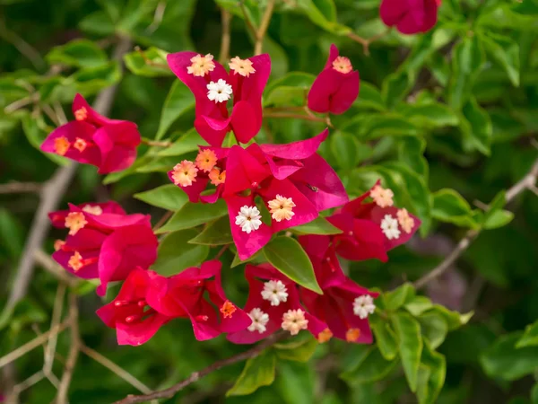 Close up Bougainvillea flower — Stock Photo, Image