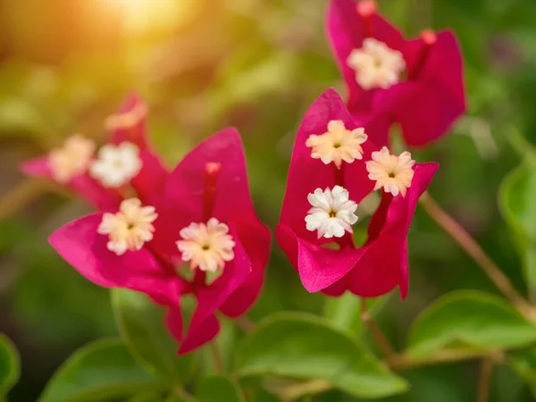 Заделывают цветка бугенвилии — стоковое фото