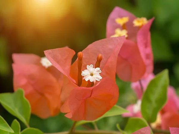 Vicino fiore bougainvillea — Foto Stock