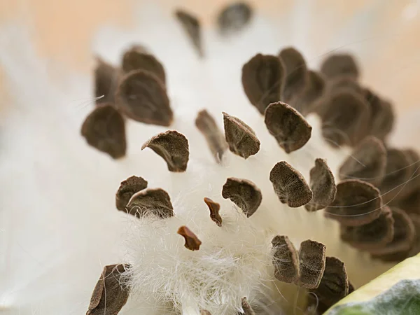 Gros plan sur les graines de Calotropis gigantea . — Photo