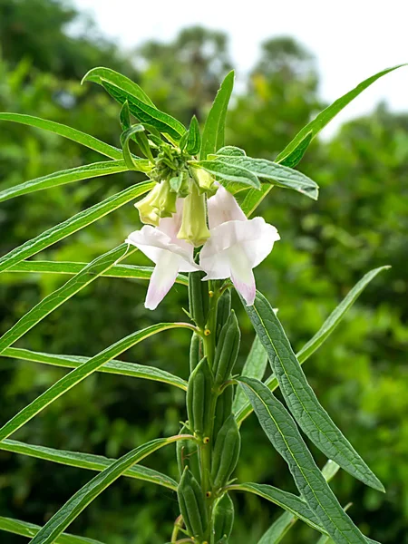 Susam çiçek ve tohum ağaç üzerinde.