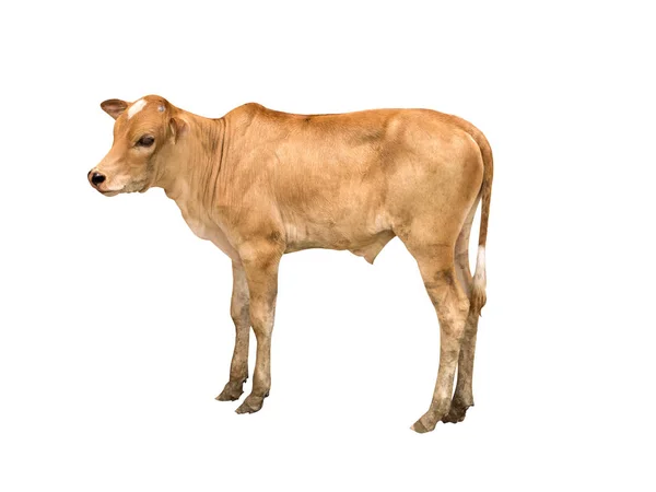 Bruine koe staande op witte achtergrond — Stockfoto