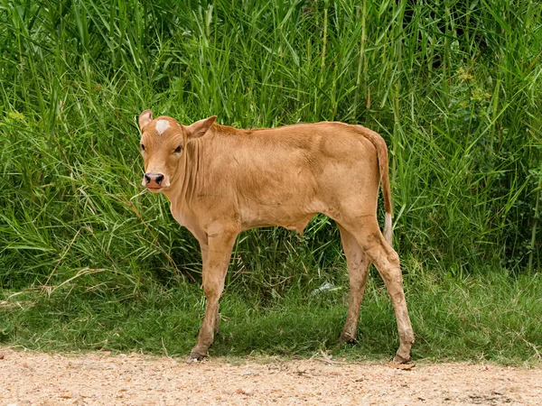 Mucca marrone in piedi a terra . — Foto Stock