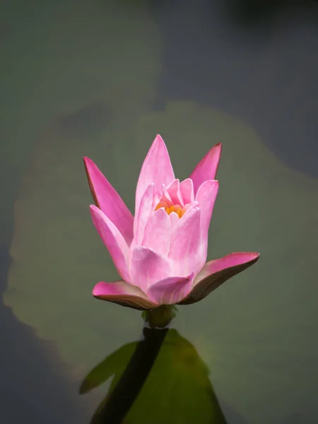 在黑暗的池塘水百合花卉. — 图库照片