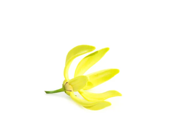 Artabotrys siamensis bloem — Stockfoto