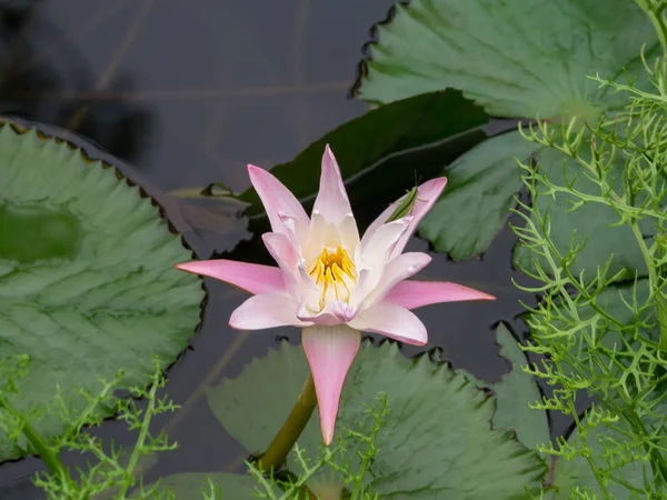 Giglio d'acqua fiore con foglia sull'acqua scura . — Foto Stock