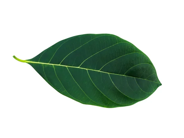 Artocarpus heterophyllus leaf — Stock Photo, Image