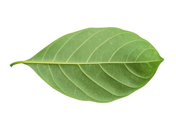 Artocarpus heterophyllus leaf — Stock Photo, Image