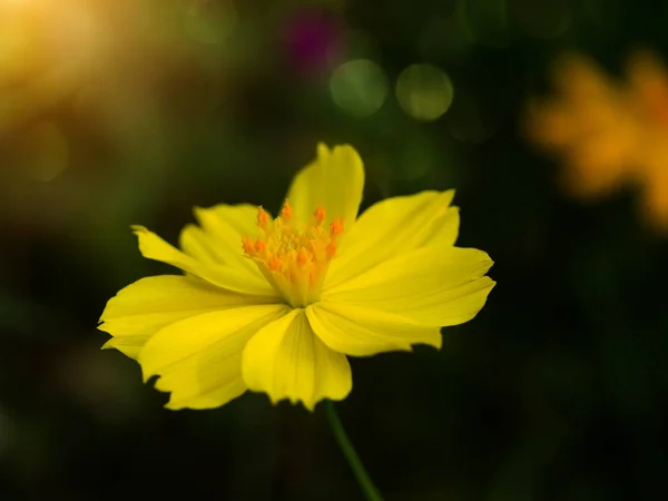 Yellow cosmos flower in the dark — Stock Photo, Image