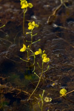 Altın bladderwort çiçek.