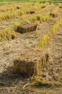 Hayvanlar için bardağı taşıran damla