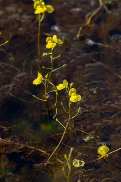 Gyllene bladderwort blomma. — Stockfoto